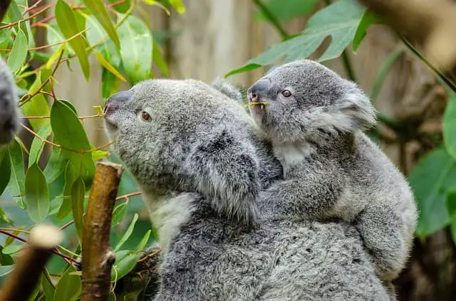 female-koala-and-her-baby-1332217_640-min