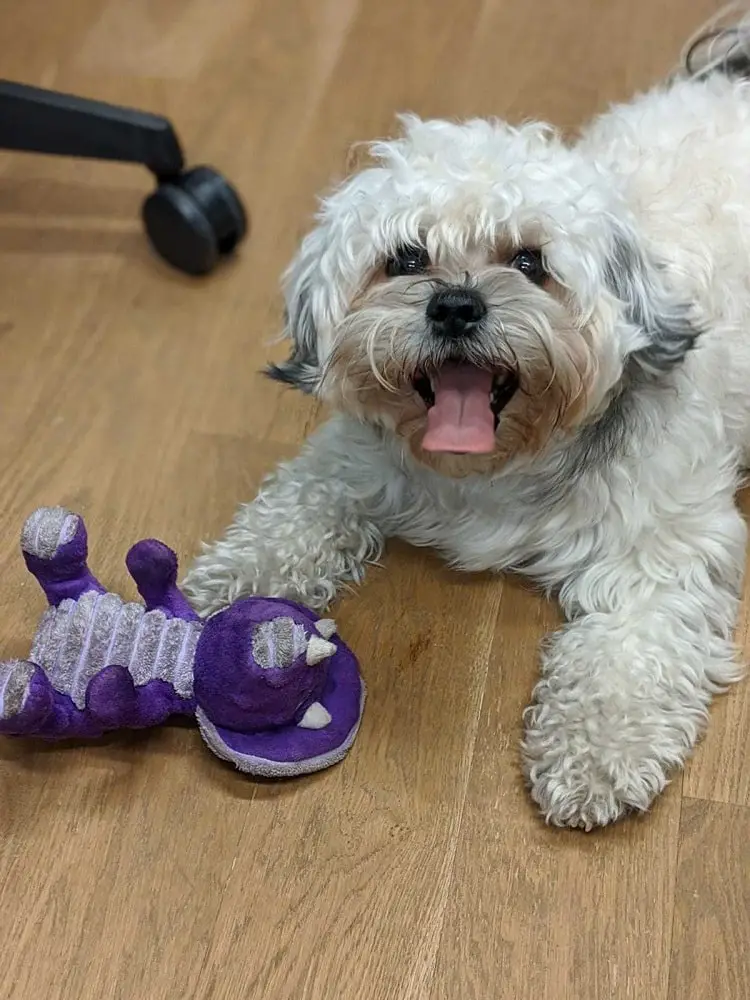 A colleague's dog Alfie who would often join us in the office