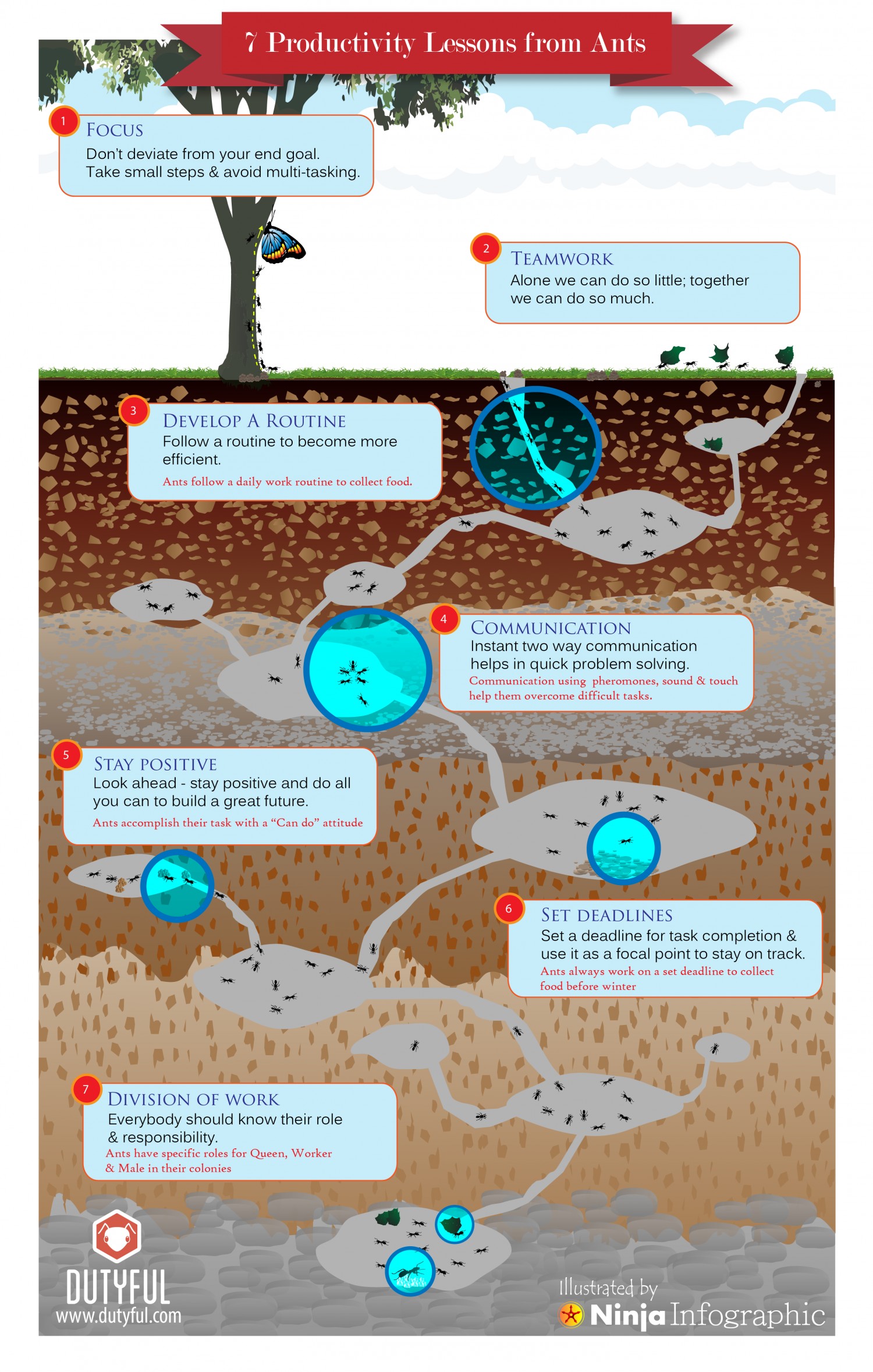 7 Productivity Things We Can Learn From Ants