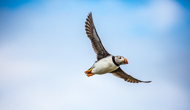 puffin-1107405_640-min