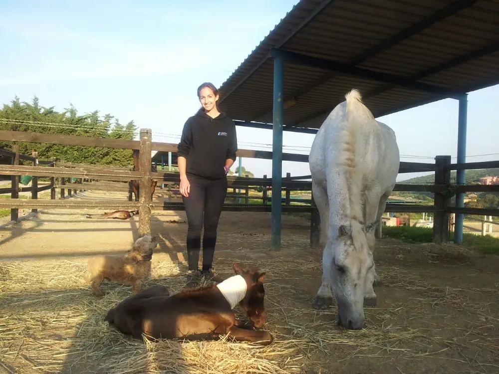 Monitoring a foal (baby horse) after recovery