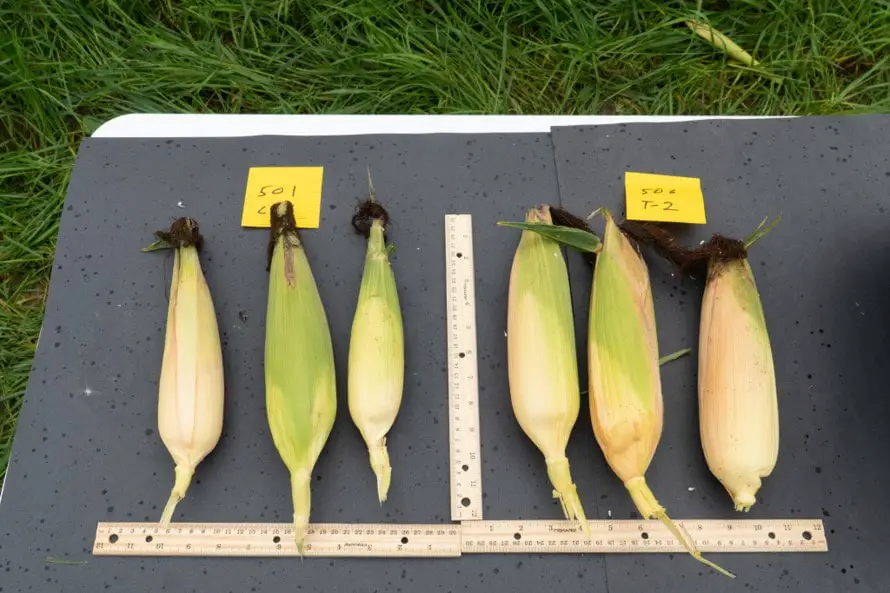 Soileos corn trial