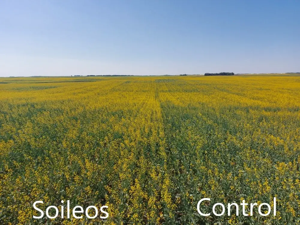Soileos canola trial