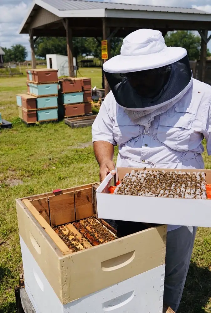 Queen bee shipping preparation