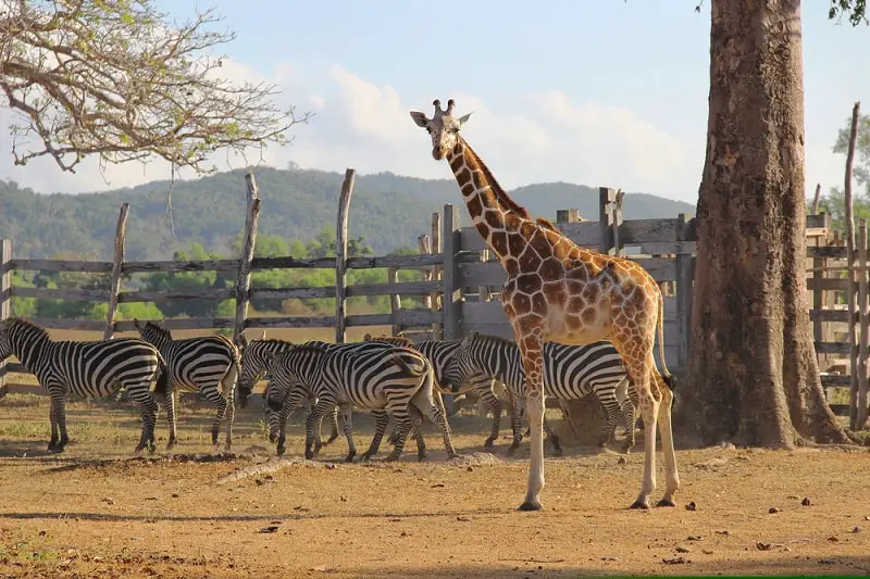 What Does A Zoo Curator Do (including Their Typical Day at Work)