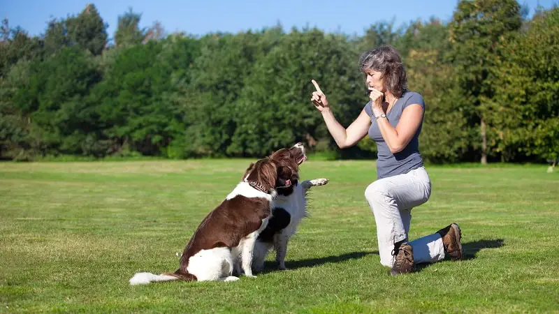 Animal Trainers