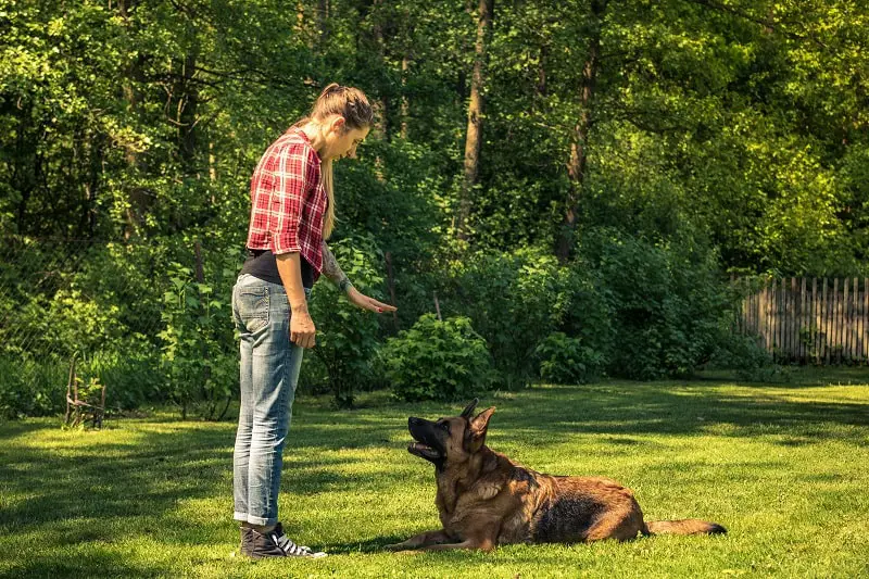 Dog Trainers