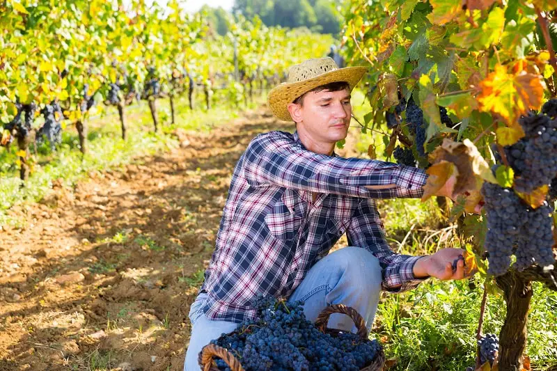 Crop Farmworkers and Laborers