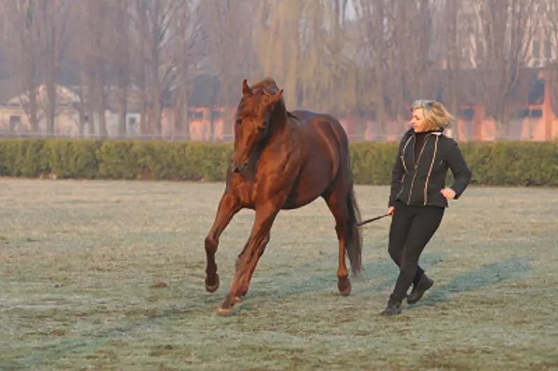 Horse Trainers