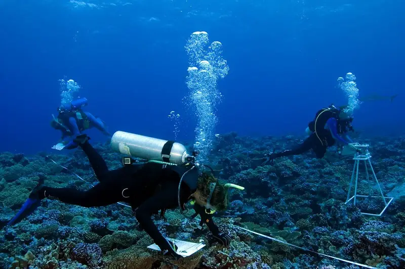 Marine Biologists