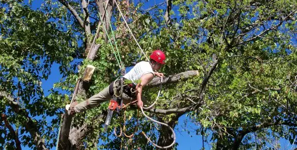 Tree Trimmers and Pruners