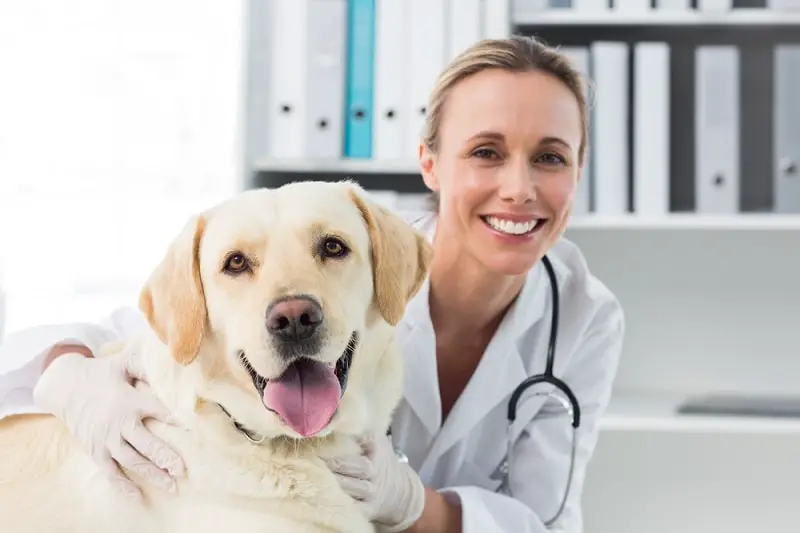 Veterinarians