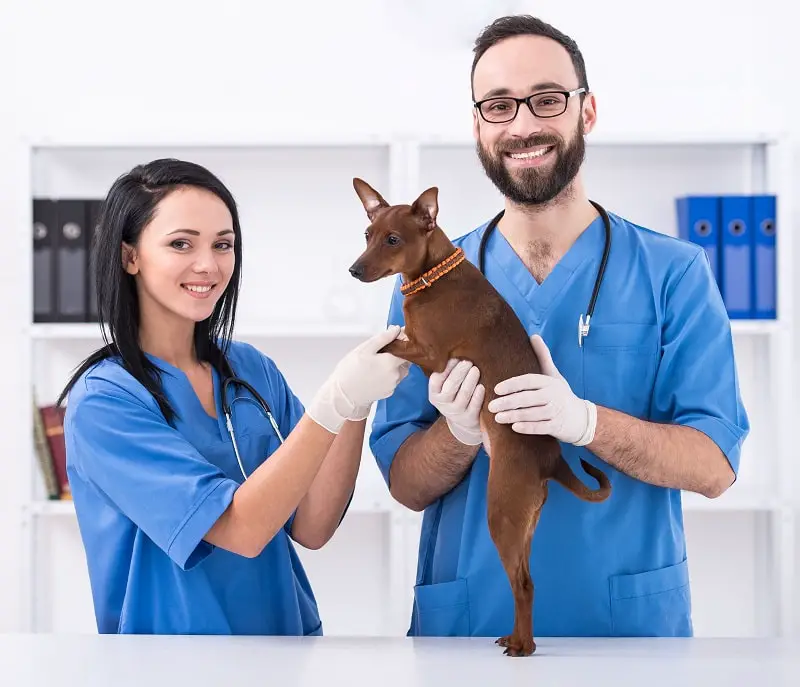How Much Do Veterinary Technicians Make In 2020 Including Starting Salary