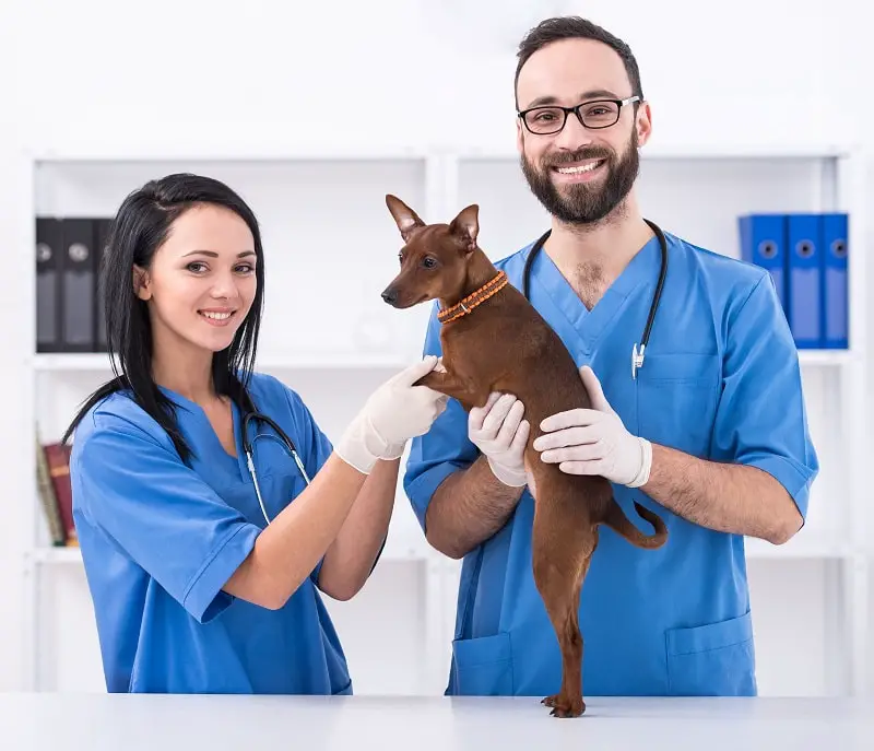 Veterinary Technologists and Technicians
