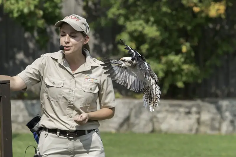 zoo keeper feeding animals